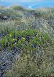 Veronica mooreae. Habit. Hump Ridge, Southland.
 Image: M.J. Bayly © Te Papa CC-BY-NC 3.0 NZ